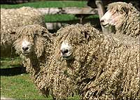 Leicester Longwool Sheep