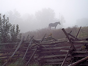 A farm horse in the morning mist. 