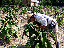 Searching tobacco leaves for insects is a constant task.