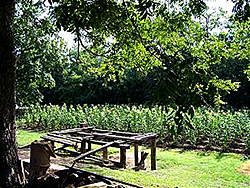 A good crop of corn was critical to a farmer's food supply.