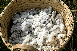 Basket of hand picked cotton.
