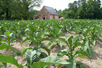 A tobacco field at Great Hopes plantation.