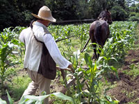 Horses are used to weed between rows of corn.