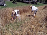 Wheat is harvested by hand.