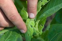 Tobacco worms are enemies of the tender plants.