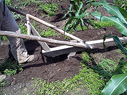 A reproduction hoe plow at work. This implement was duplicated from an original artifact.