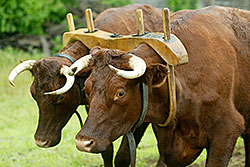 A team of oxen used for harrowing fields at Great Hopes Plantation.