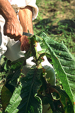 Wayne Randolph takes his knife to a tobacco plant growing at Great Hopes Plantation.