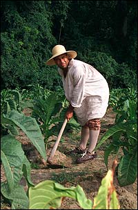An enslaved man working in the field.
