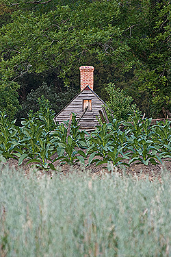 Tobacco field with end view of Great Hopes Plantation kitchen.