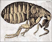 Illustration of a flea.