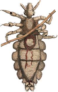 Illustration of a louse.