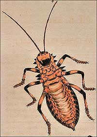 Illustration of a cockroach.