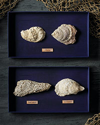 Color, ribbing and the presence or absence of parasites all tell stories about the oysters. For example, the shells pierced by parasites were products of saltier water while fresh water oysters have no holes in their shells.