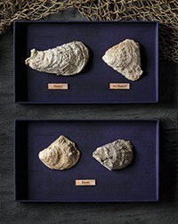Everything - down to whether the oyster was ever opened - tells a story. Evidence of burned oyster shells, which were used to make lime for building materials, could give a sense of where people were putting down roots.