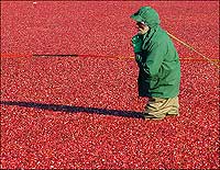 Cranberries being harvested in Richmond, British Columbia.