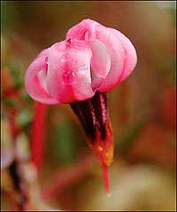 A cranberry blossom, thought to resemble the head and bill of a crane.