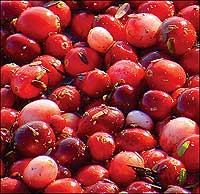 The American cranberry is larger than its European cousin.