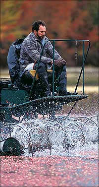 A water-reel harvester at the Rutgers University Blueberry and Cranberry Research Center in Chatsworth, New Jersey.