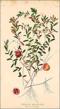 A mid-nineteenth-century lithograph of a cranberry bush by Louis Prang after Alois Lunzer in a book on native flowers and plants.