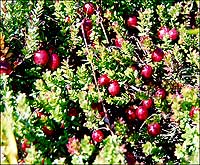 Cranberries grow wild in the Northeast, and as far south as Virginia.