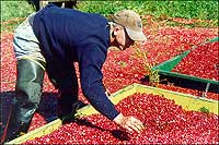 Today’s cranberry bogs can yield as many as 15,000 pounds of fruit that can be crushed and canned or eaten fresh.