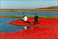 September is harvest-time for cranberry growers, who collect the red fruit using special toothed scoops or by flooding the bogs and agitating the plants.