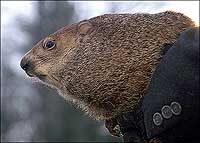 Punxsutawney Phil, the oracular groundhog, was the closest Pennsylvanians could come to the hibernating badger Germans had traditionally appointed their midwinter mascot.
