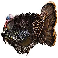 Ben Franklin favored the turkey over the eagle as the national bird, but the gobbler has been honored mainly at the dinner table.