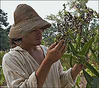 Dave Nielsen looks for worms in the seed head of a tobacco plant.