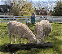 Elaine Shirley manages the Leicesters in Colonial Williamsburg's rare breeds program