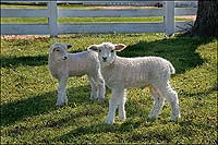 Leicester Longwool lambs.
