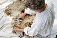 The Leicester Longwools' crimped and frizzy locks are a wool spinner's delight.