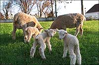 Rare Leicester longwool lambs