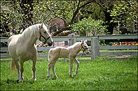 American Cream draft horse Mama and her foal Ben