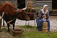 Sometime milkmaid and
interpreter Carrie MacDougall churns butter while Spring, a Milking
Devon, looks on.