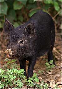 A young Ossabaw Island pig