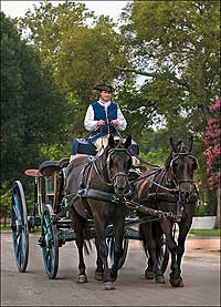 Ed Merkle drives a Canadian Horse team in Colonial Williamsburg’s Historic Area. Canadians plowed, hauled, carried riders, and rode to battle.