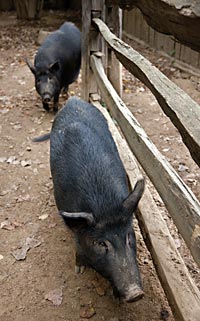 In the eighteenth century, Ossabaws were set free to forage in the woods around Williamsburg, often to the harm of crops on
unfenced farm fields.