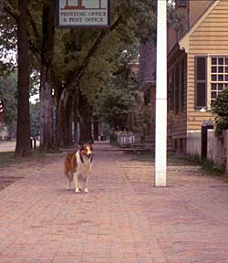 Television star Lassie takes a stroll, 1966.- Colonial Williamsburg
