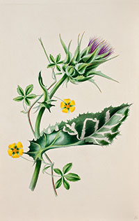 St. Mary's Thistle