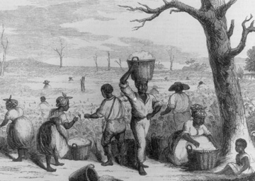 Credit: Image Reference NW0330, as shown on www.slaveryimages.org, compiled by Jerome Handler and Michael Tuite, and sponsored by the Virginia Foundation for the Humanities and the University of Virginia Library “Picking Cotton on a Georgia Plantation”