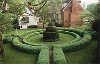 boxwood in a colonial garden