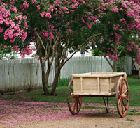 An empty cart sits beneath blossoming trees