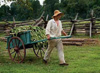 The cart ferried tobacco from the fields