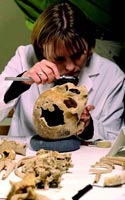 Forensic anthropologist Karin Bruwelheide measuring a colonial-era skull at the Smithsonian Institution’s Museum of Natural History.