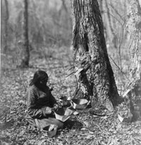 An Ojibwa woman collecting sap in birch baskets. Native Americans had long used sap for sugar and sustenance.
