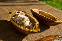 The cocoa fruit, or pod, comes from central and South America and holds the seeds that will provide drinking or cooking chocolate.