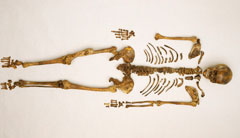 The skeleton of Anne Wolsey Calvert