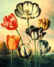 Tulips, Plate X, Temple of Flora, Robert Thornton, published 1812. Special Collections, John D. Rockefeller Library, Colonial Williamsburg Foundation